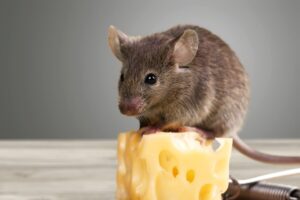 Do mice really like cheese?