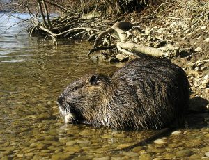 Nutria: The invasive, unusually large rodents