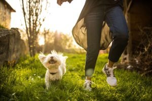 Top 9 ways dogs connect with their owners
