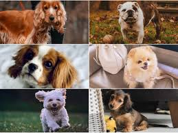 10 adorable breeds of dogs