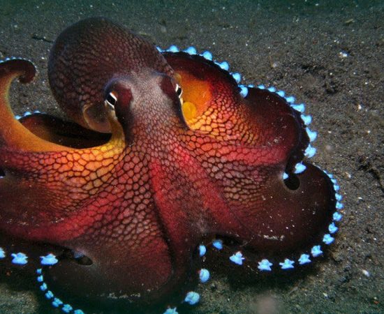 How many hearts does an octopus have?