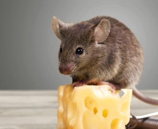 Do mice really like cheese?