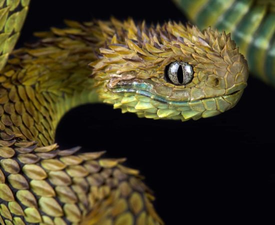 7 strange snake stories from 2022